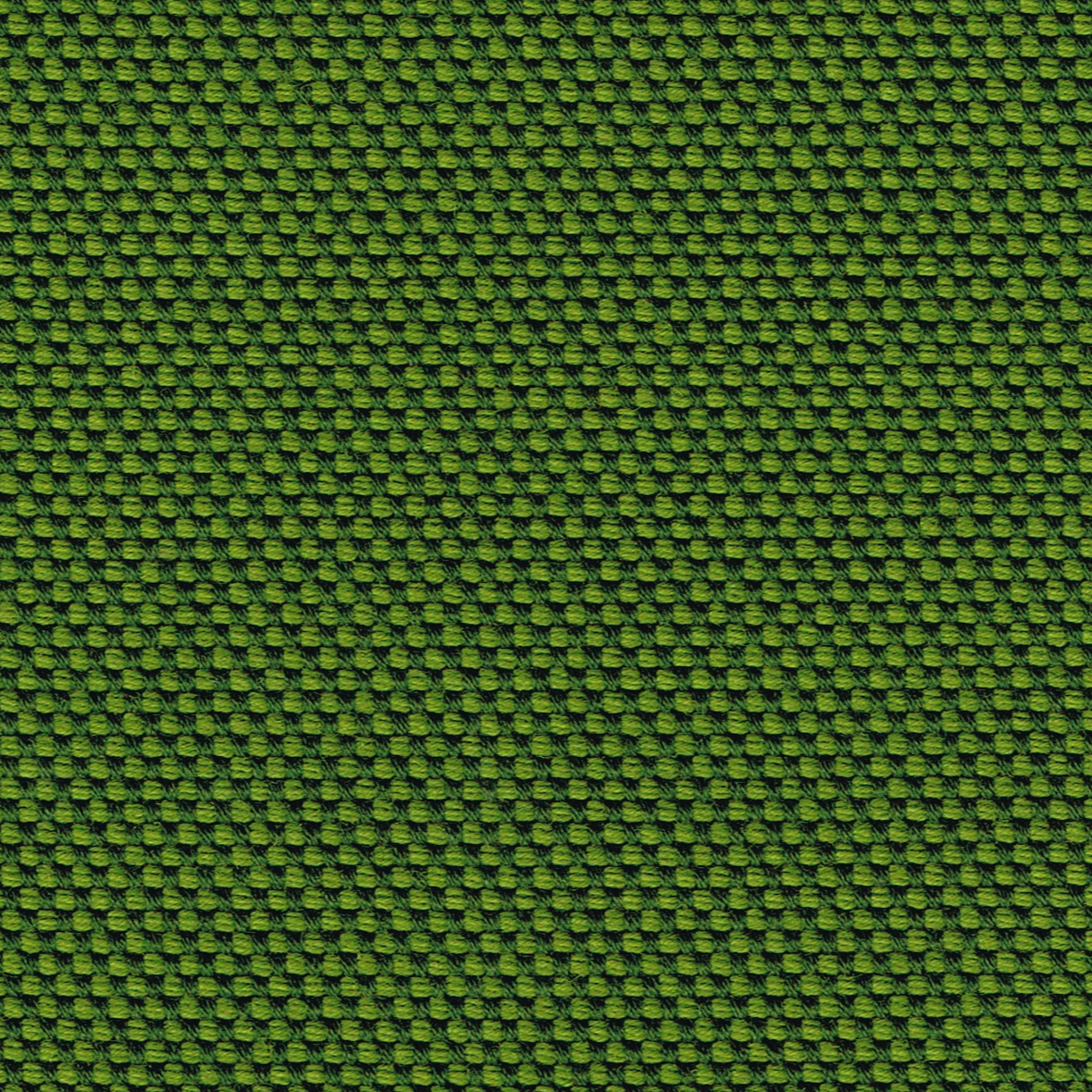 38 Moss